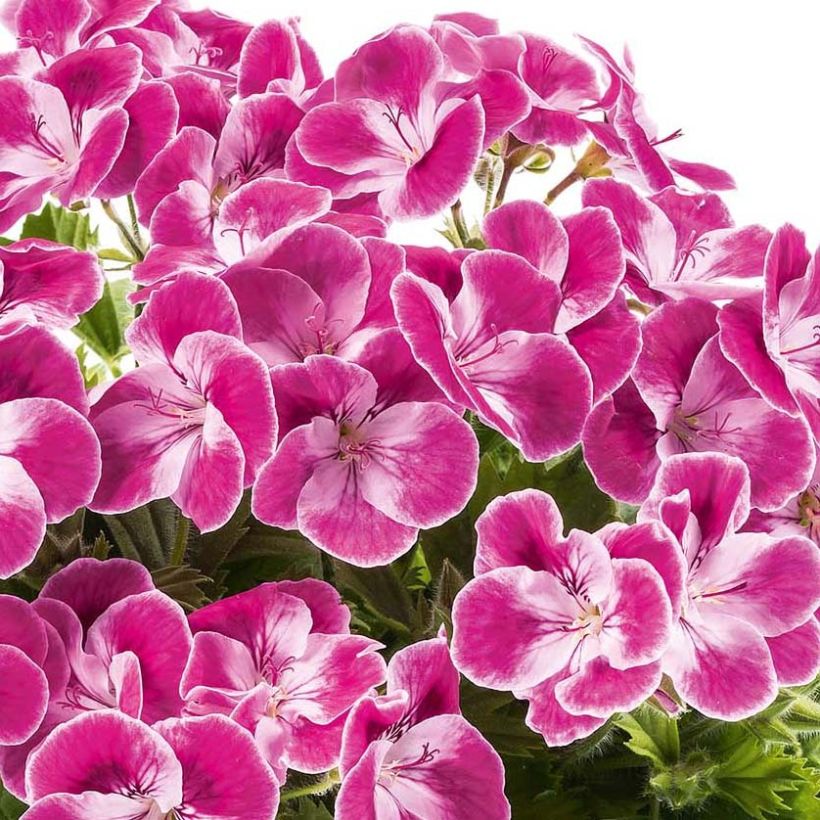 Sardinheira Pinkerbell (Floração)