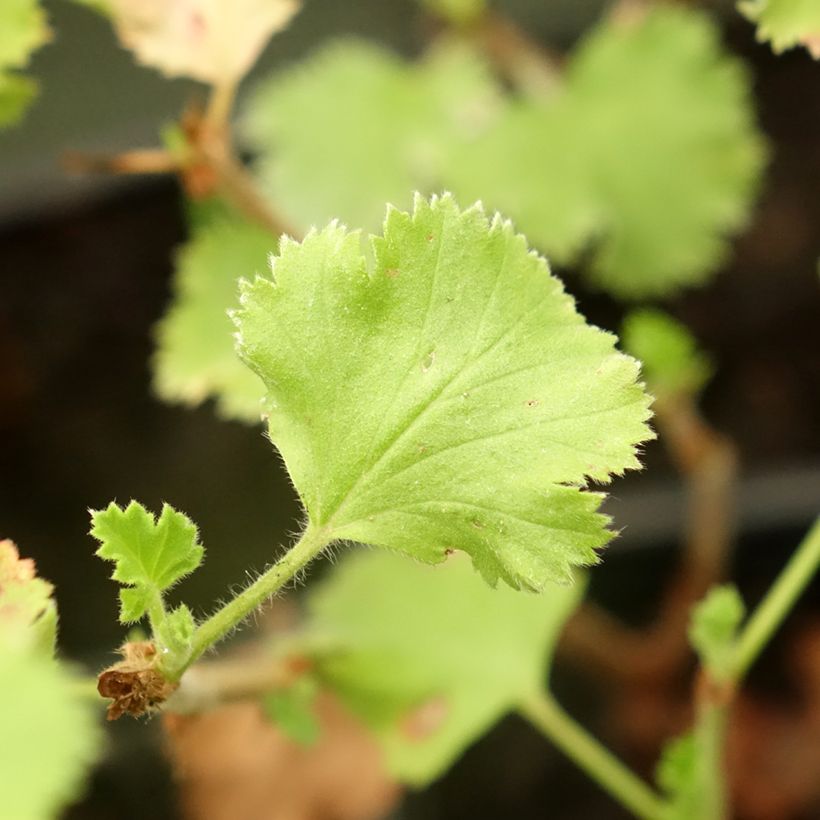 Pelargonium crispum Prince Rupert (Folhagem)