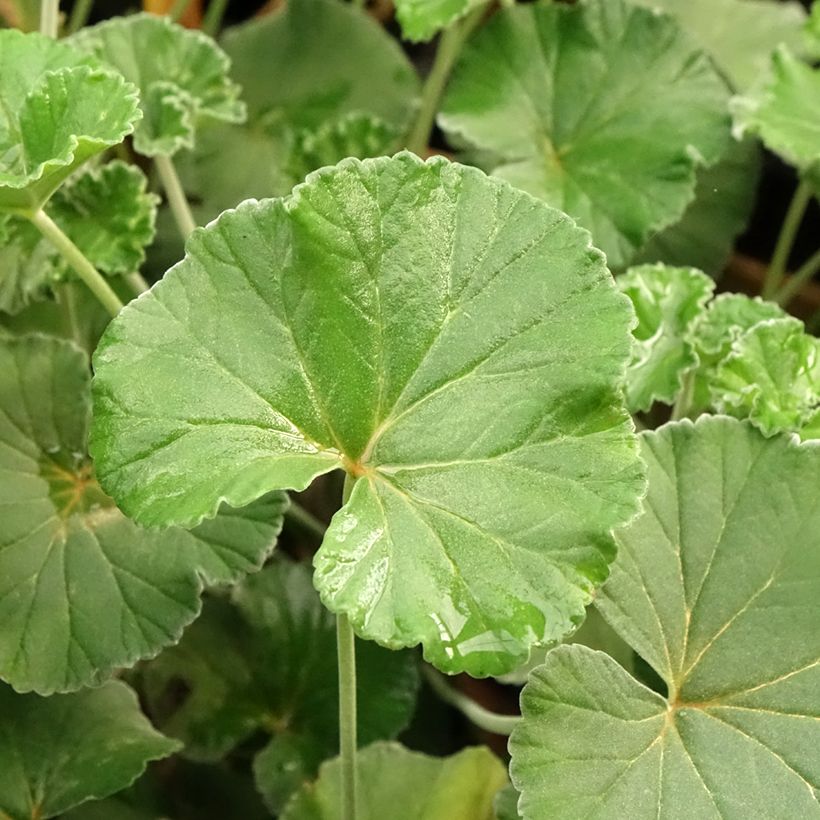Pelargonium reniforme x sidoides (Folhagem)