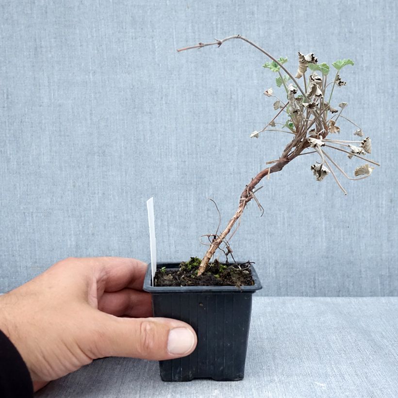 Amostra de Pelargonium reniforme x sidoides Vaso de 8/9 cm tal como entregue no outono