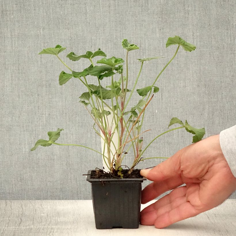 Amostra de Pelargonium reniforme x sidoides Vaso de 8/9 cm tal como entregue no verão