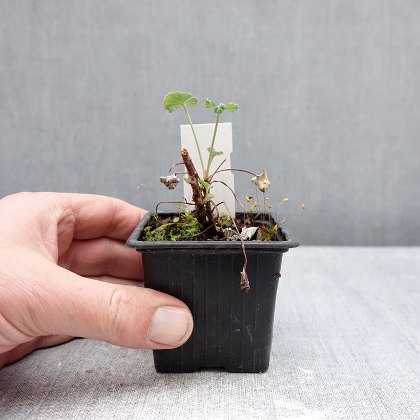 Amostra de Pelargonium reniforme x sidoides Vaso de 8/9 cm tal como entregue no inverno