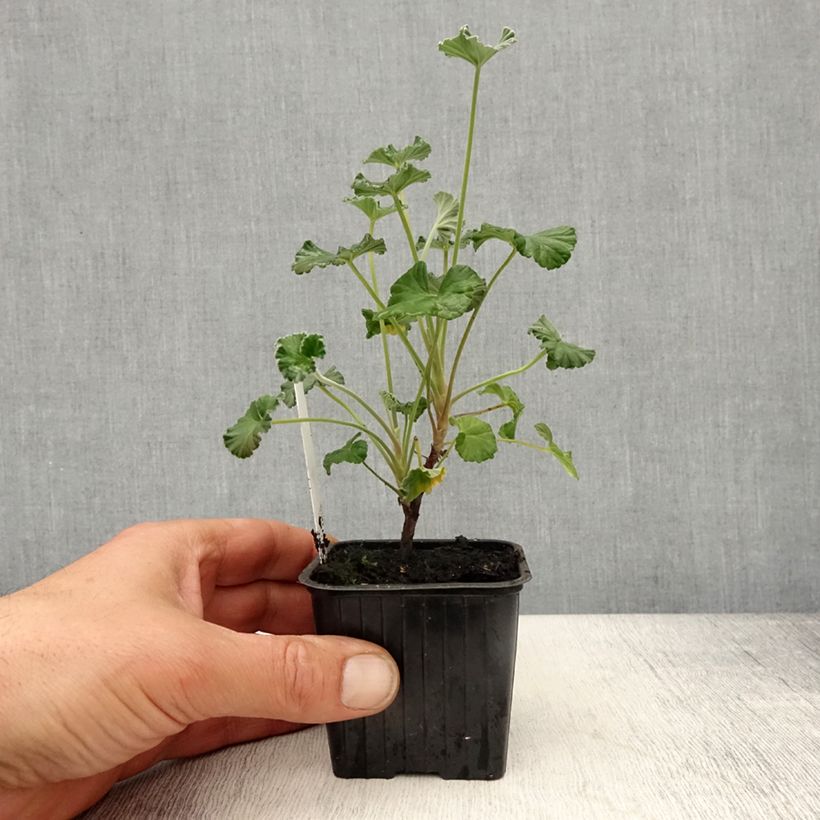Amostra de Pelargonium reniforme x sidoides Vaso de 8/9 cm tal como entregue na primavera
