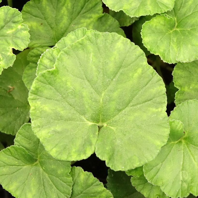 Pelargonium reniforme (Folhagem)