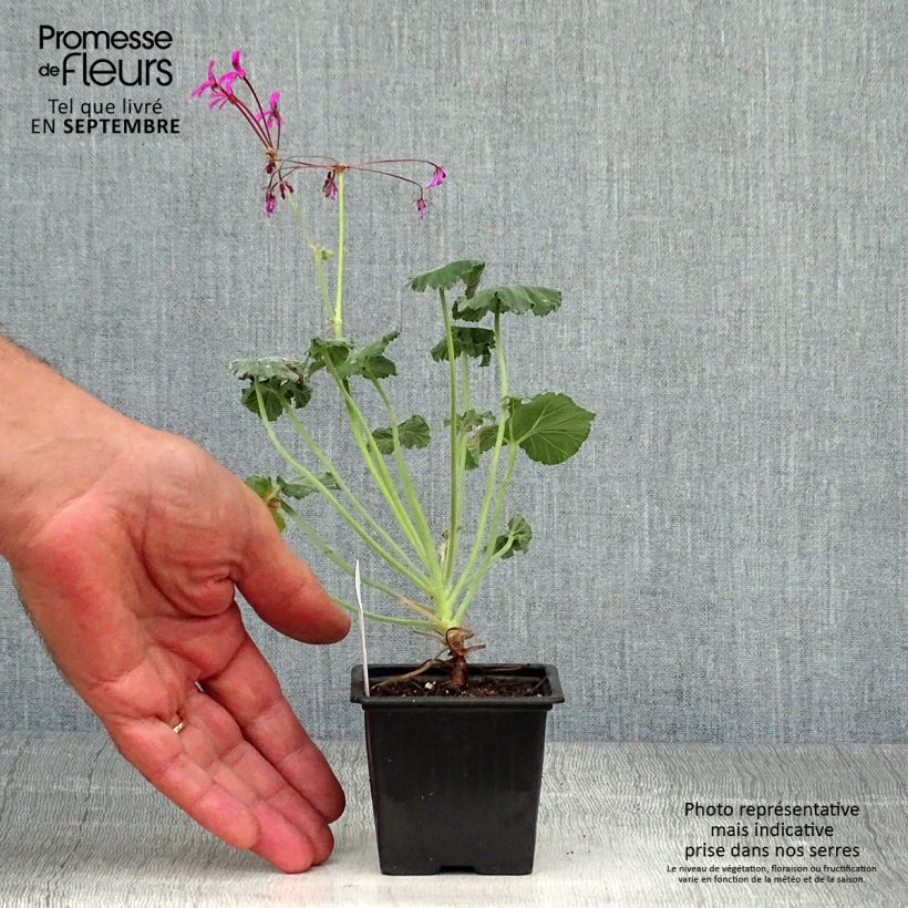 Amostra de Pelargonium reniforme Vaso de 8/9 cm tal como entregue no outono