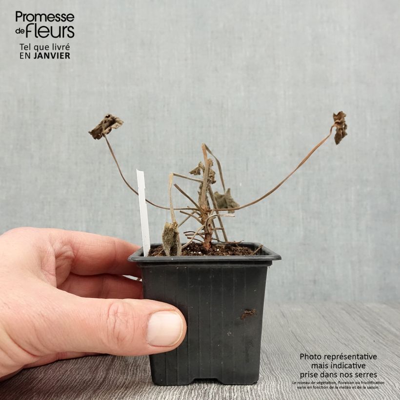Amostra de Pelargonium reniforme - Géranium botanique Vaso de 8/9 cm tal como entregue no inverno