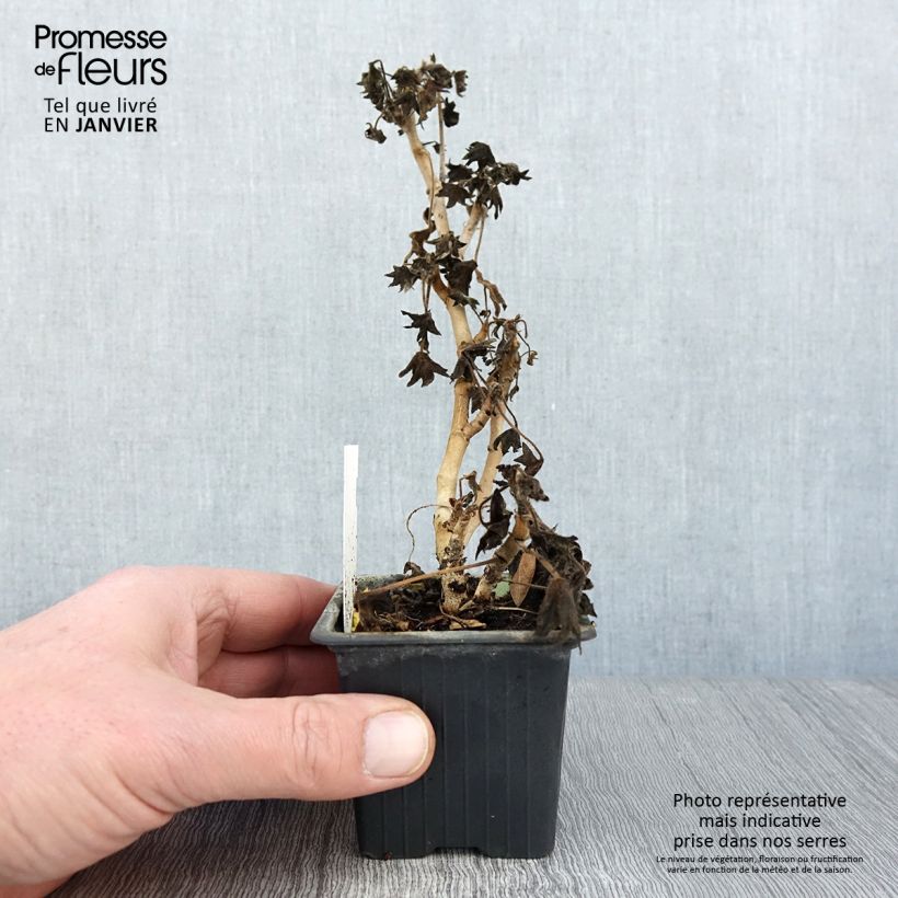 Amostra de Géranium zonale Stellar Bird Dancer - Géranium  Vaso de 8/9 cm tal como entregue no inverno