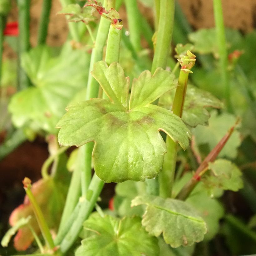 Pelargonium tetragonum (Folhagem)