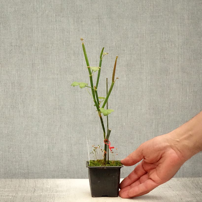 Amostra de Pelargonium tetragonum Vaso de 8/9 cm tal como entregue no verão