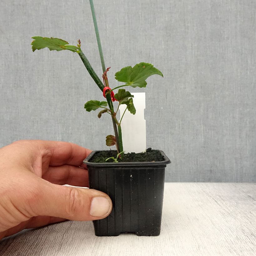 Amostra de Pelargonium tetragonum Vaso de 8/9 cm tal como entregue na primavera