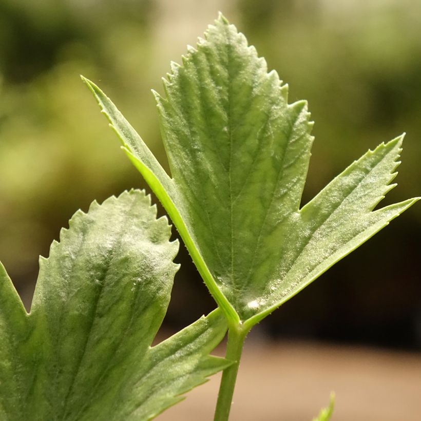 Pelargonium x tricuspidatum (Folhagem)