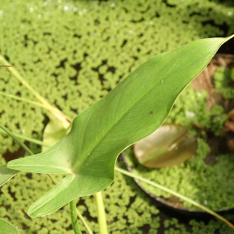 Peltandra virginica (Folhagem)