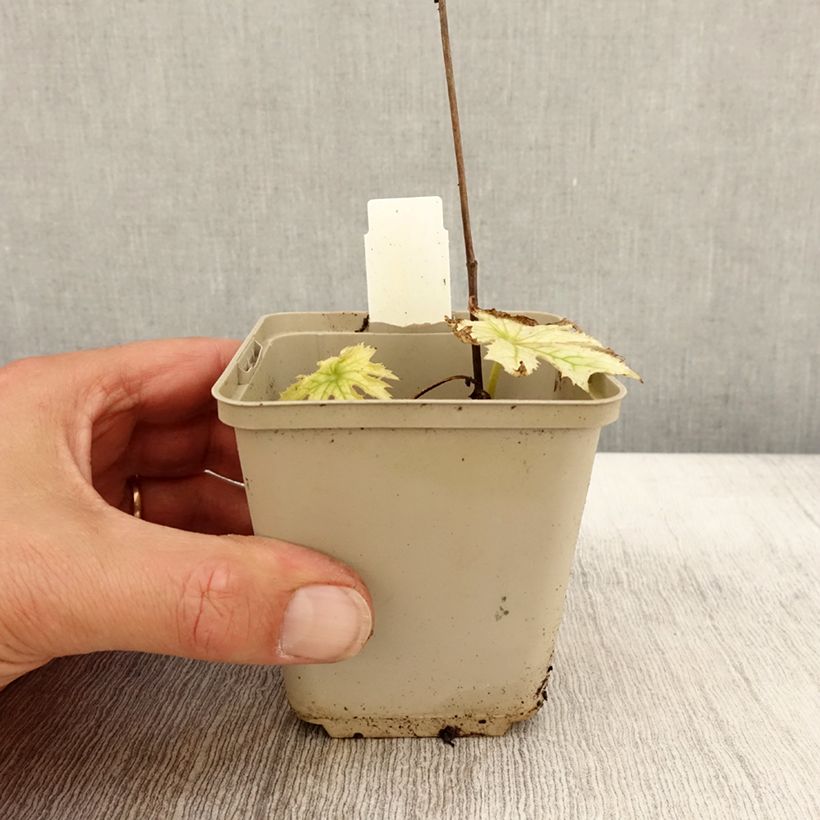 Amostra de Peltoboykinia watanabei Vaso de 8/9 cm tal como entregue no outono