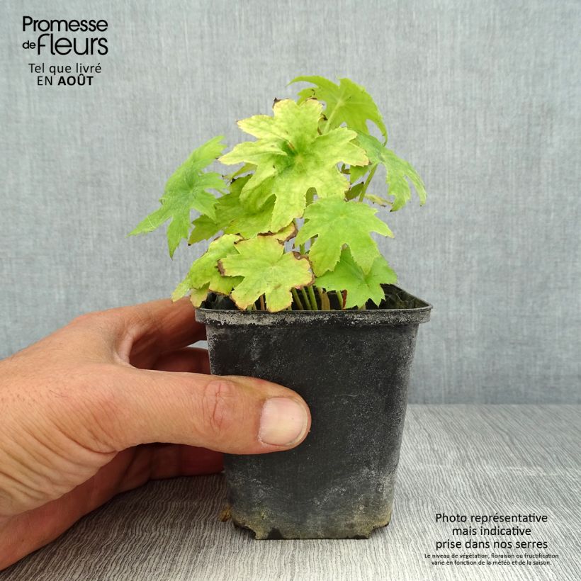 Amostra de Peltoboykinia watanabei Vaso de 8/9 cm tal como entregue no verão