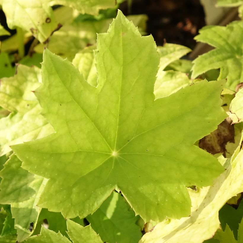 Peltoboykinia watanabei (Folhagem)