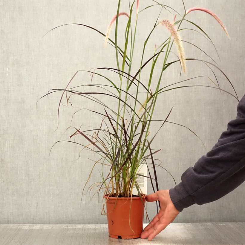 Amostra de Pennisetum advena Rubrum Vaso de 1 L/1,5 L tal como entregue no outono