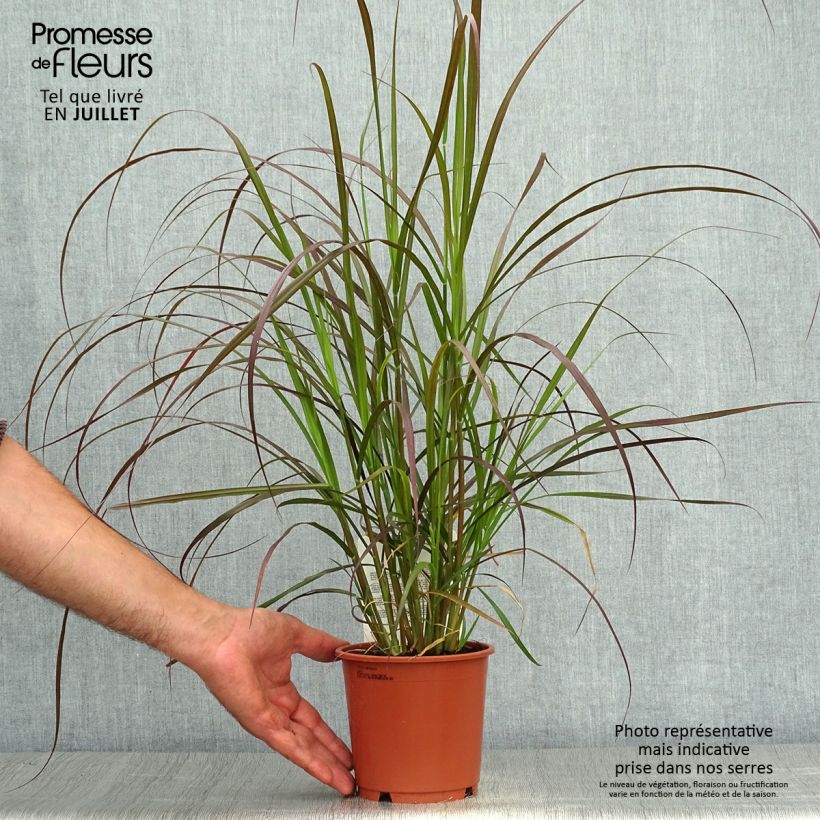 Amostra de Pennisetum advena Rubrum Vaso de 1 L/1,5 L tal como entregue no verão
