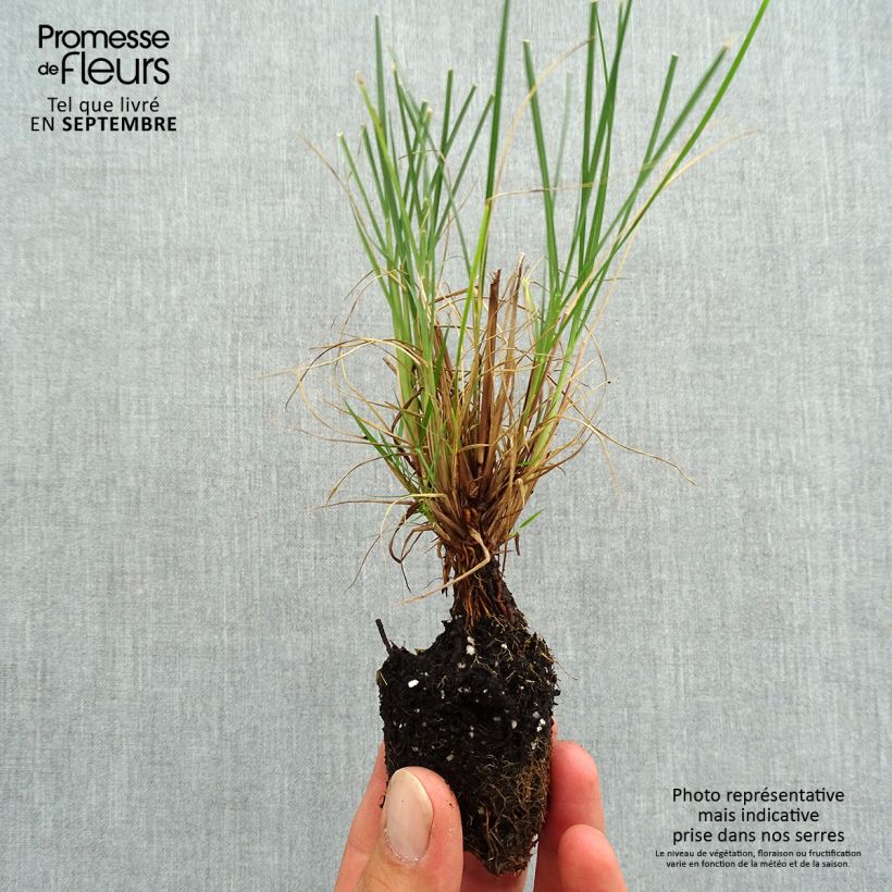 Amostra de Pennisetum alopecuroides Little Bunny Mini-torrão Ø 3/4 cm tal como entregue no outono