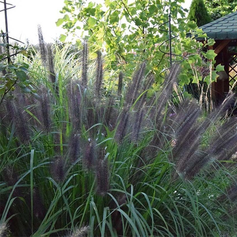 Pennisetum alopecuroides Black Beauty (Floração)