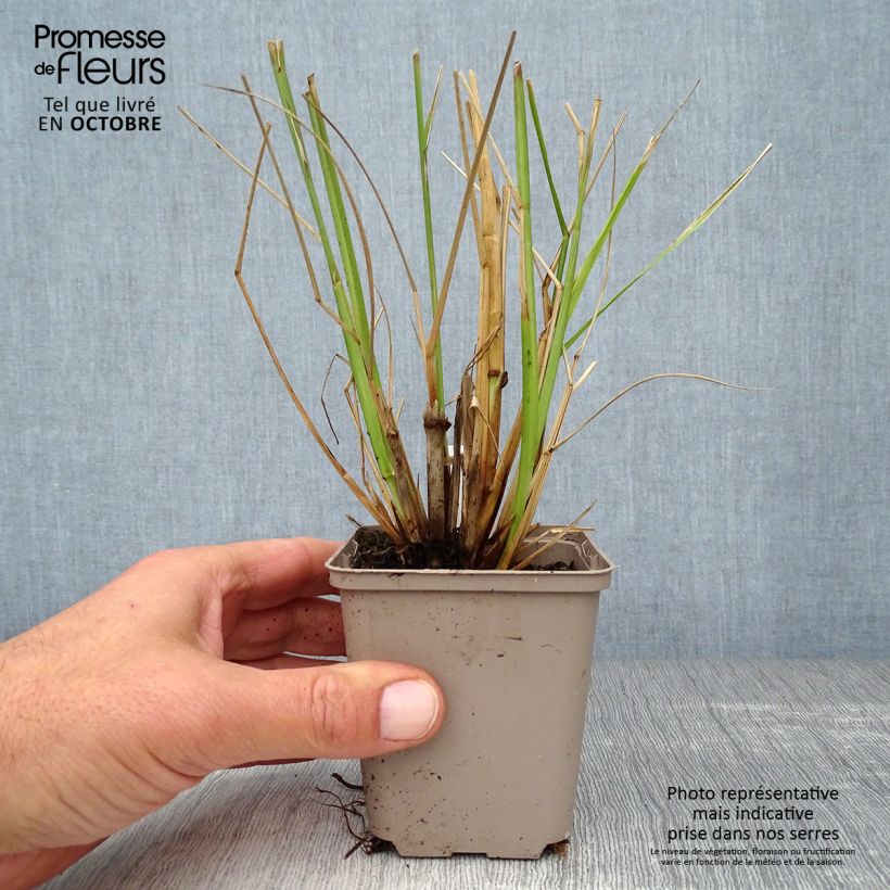 Amostra de Pennisetum alopecuroides Black Beauty Vaso de 8/9 cm tal como entregue no outono