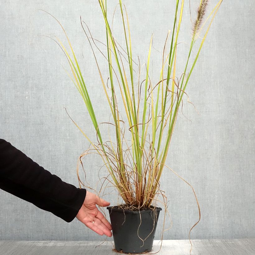 Amostra de Pennisetum alopecuroides Black Beauty Vaso de 2 L/3 L tal como entregue no outono