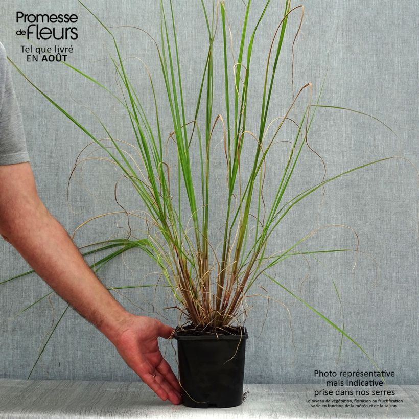 Amostra de Pennisetum alopecuroides Black Beauty Vaso de 2 L/3 L tal como entregue no verão