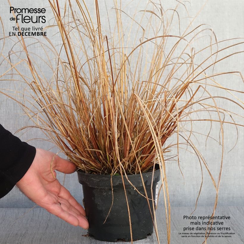 Amostra de Pennisetum alopecuroides Cassian Vaso de 2 L/3 L tal como entregue no outono