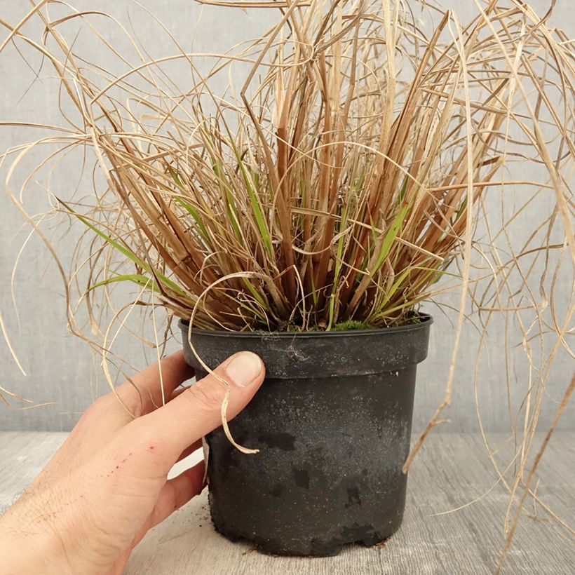 Amostra de Pennisetum alopecuroides Cassian Vaso de 2 L/3 L tal como entregue na primavera