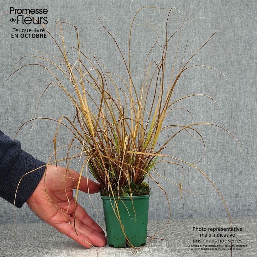 Amostra de Pennisetum alopecuroides Cassian Vaso de 8/9 cm tal como entregue no outono