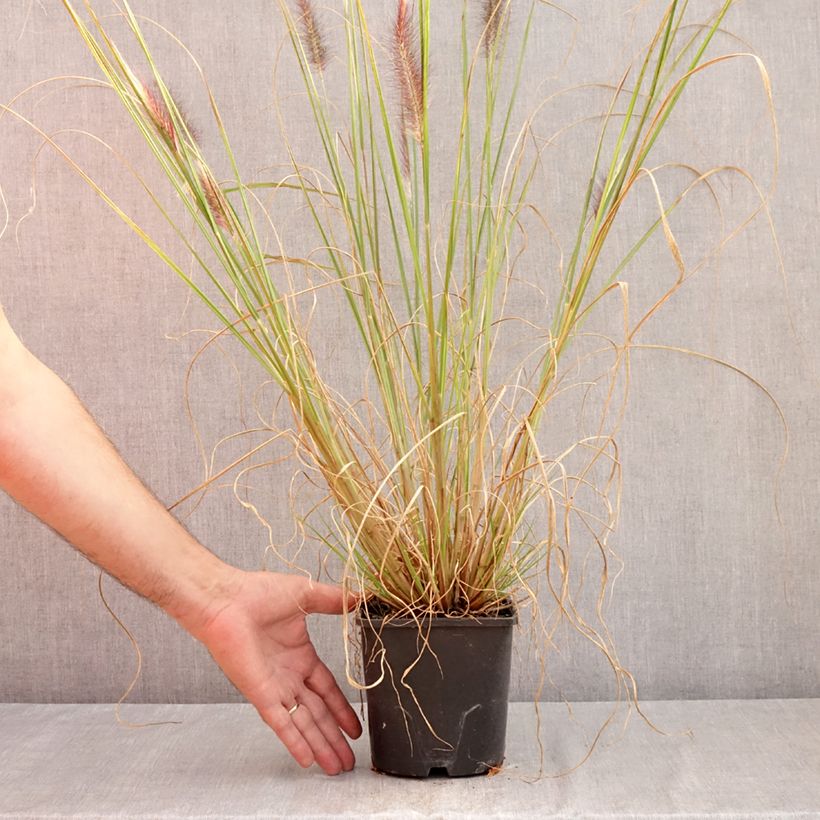 Amostra de Pennisetum alopecuroides f. viridescens Vaso de 2 L/3 L tal como entregue no verão