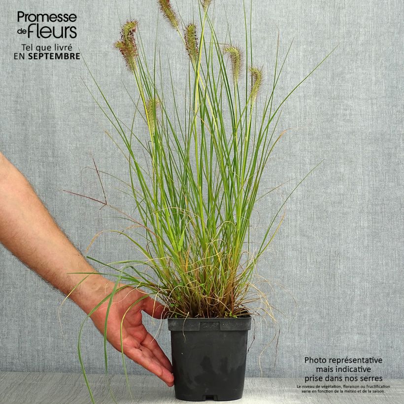 Amostra de Pennisetum alopecuroides Gelbstiel Vaso de 2 L/3 L tal como entregue no verão