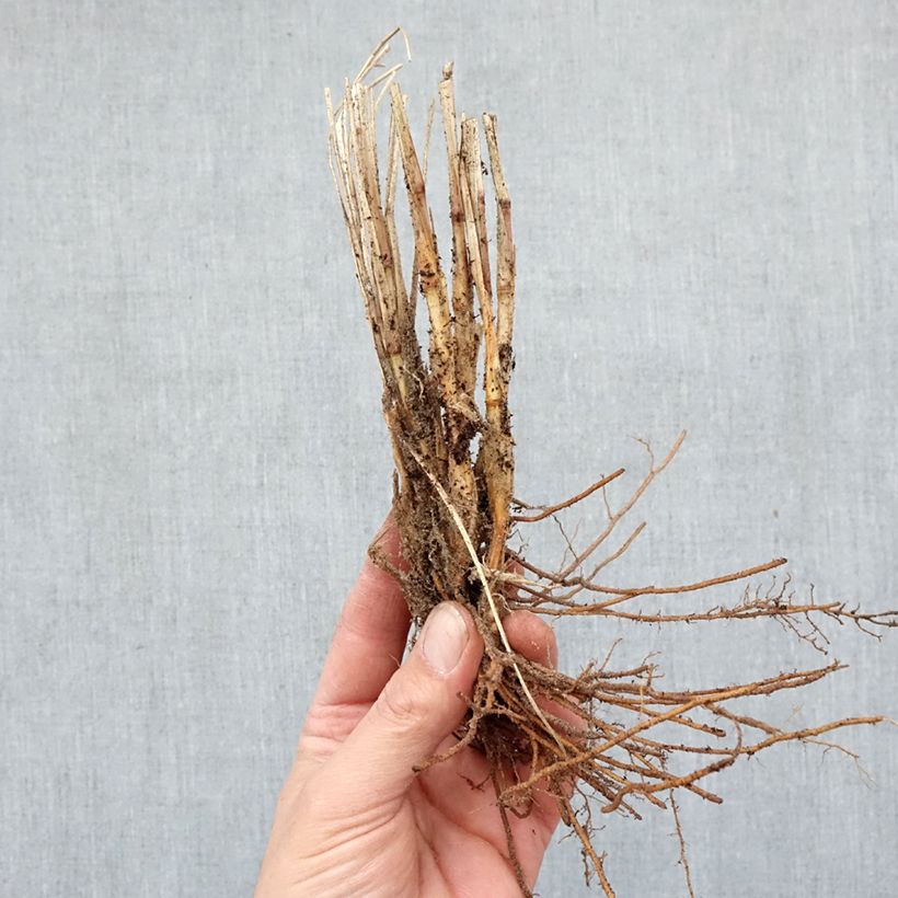 Amostra de Pennisetum alopecuroides Gelbstiel Raízes nuas tal como entregue no inverno