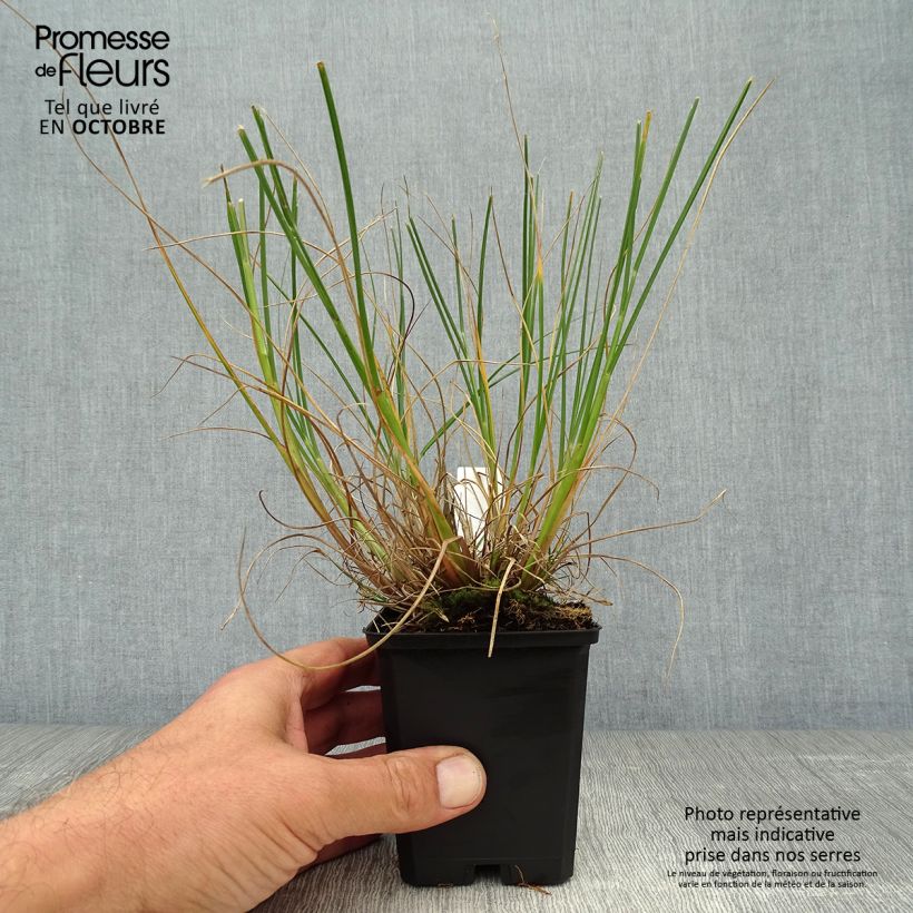 Amostra de Pennisetum alopecuroides Goldstrich Vaso de 8/9 cm tal como entregue no outono