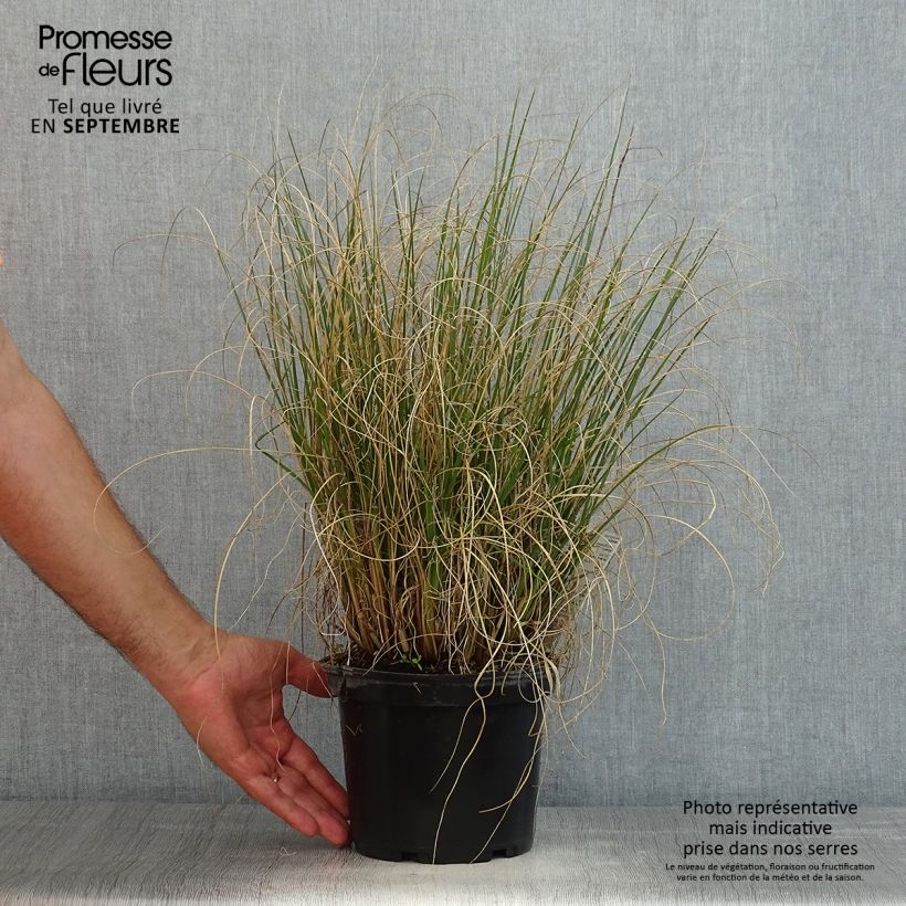 Amostra de Pennisetum alopecuroides Hameln Vaso de 3 L/4 L tal como entregue no verão