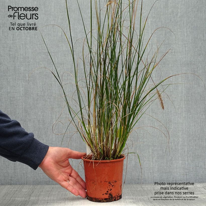 Amostra de Pennisetum alopecuroides Hameln Vaso de 1 L/1,5 L tal como entregue no outono