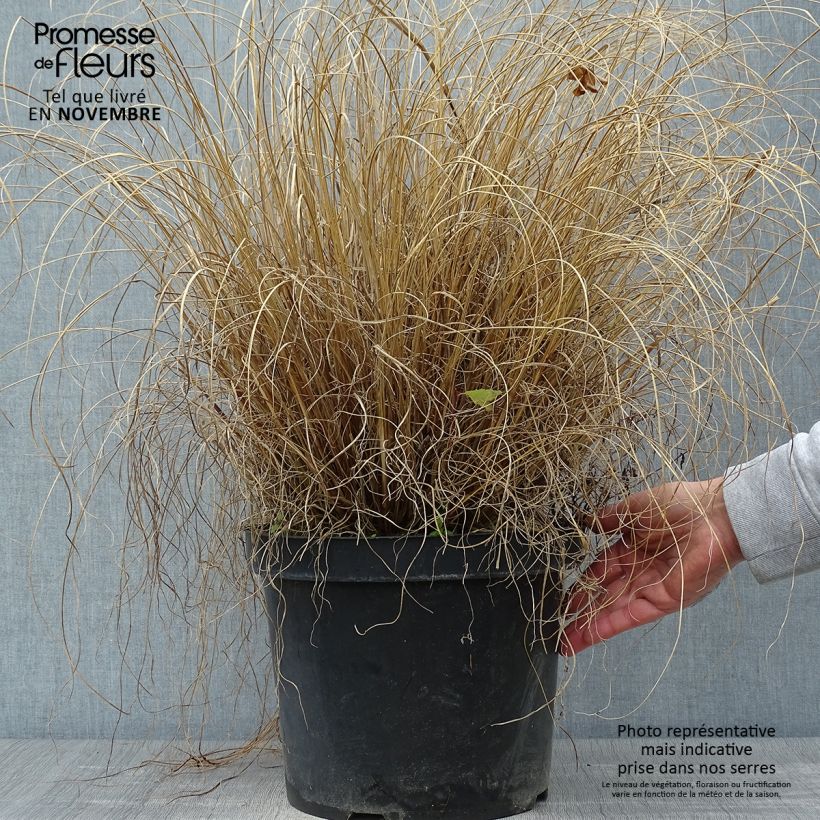 Amostra de Pennisetum alopecuroides Hameln Vaso de 7,5 L/10 L tal como entregue no outono