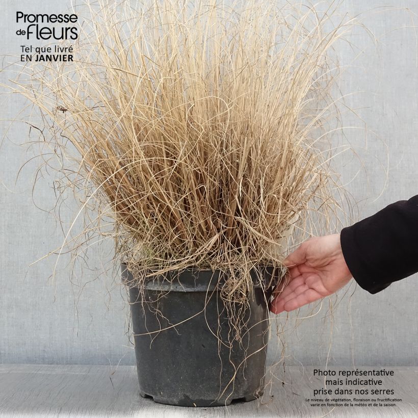 Amostra de Pennisetum alopecuroides Hameln - Herbe aux écouvillons Vaso de 7,5 L/10 L tal como entregue no inverno