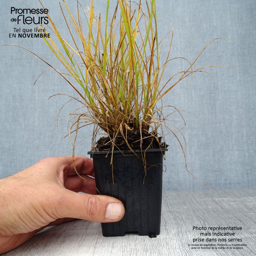 Amostra de Pennisetum alopecuroides Hameln Gold Vaso de 8/9 cm tal como entregue no outono