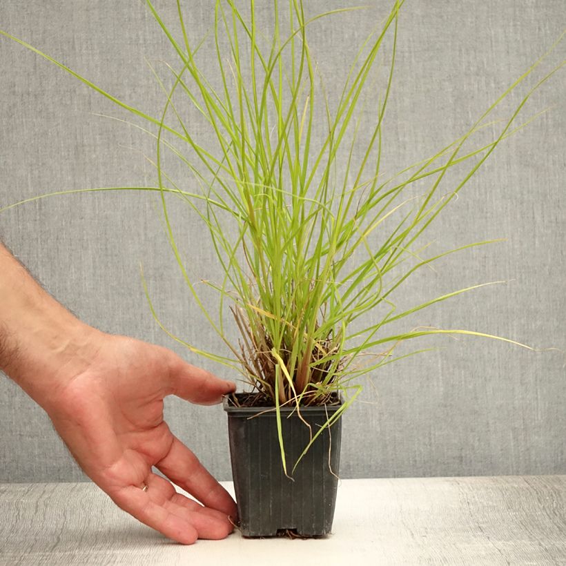 Amostra de Pennisetum alopecuroides Hameln Gold Vaso de 8/9 cm tal como entregue no verão