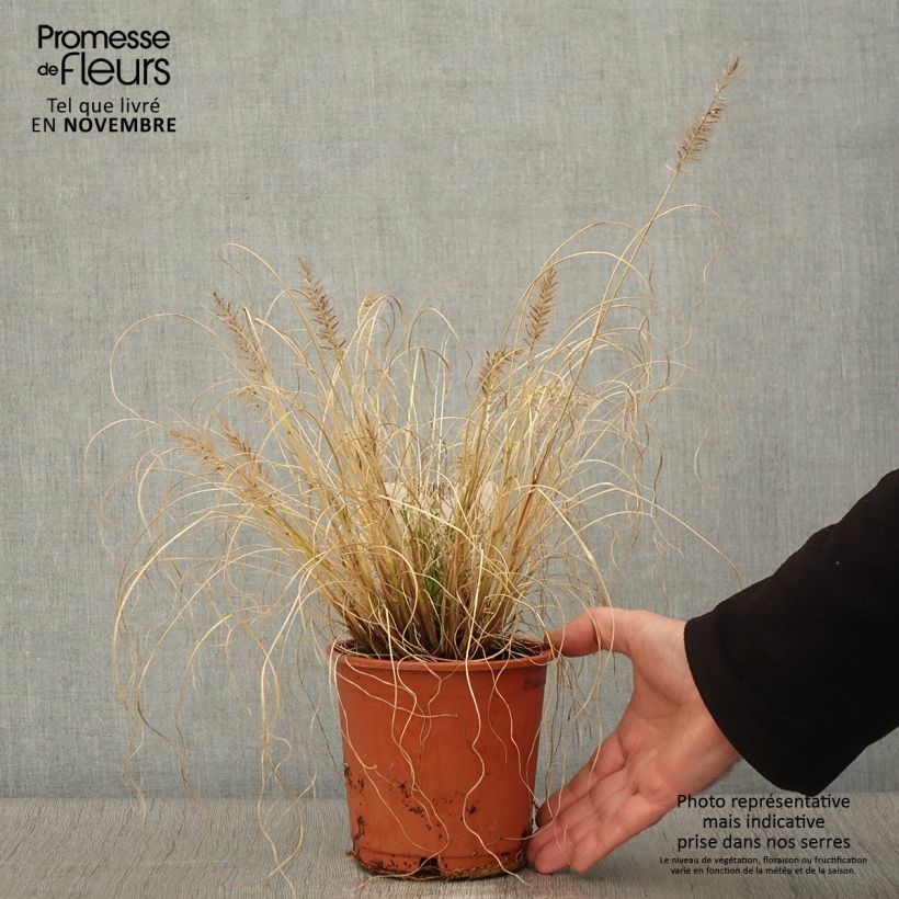 Amostra de Pennisetum alopecuroides Hameln Gold Vaso de 1 L/1,5 L tal como entregue no outono