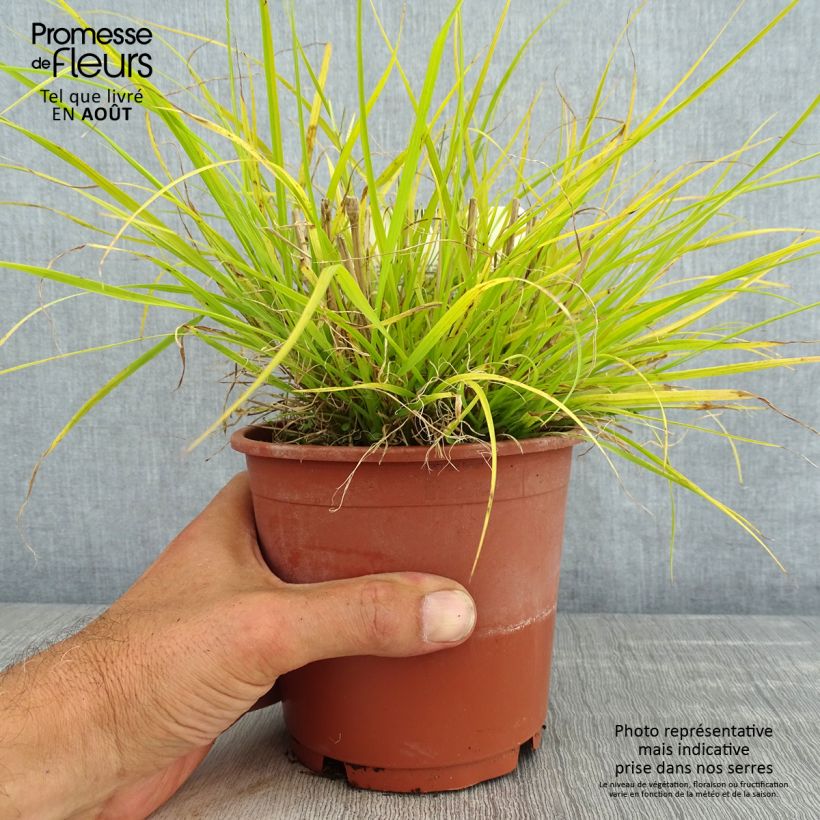 Amostra de Pennisetum alopecuroides Hameln Gold Vaso de 1 L/1,5 L tal como entregue no verão
