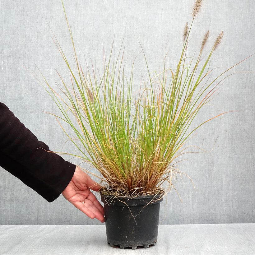 Amostra de Pennisetum alopecuroides Hameln Vaso de 3 L/4 L tal como entregue no outono