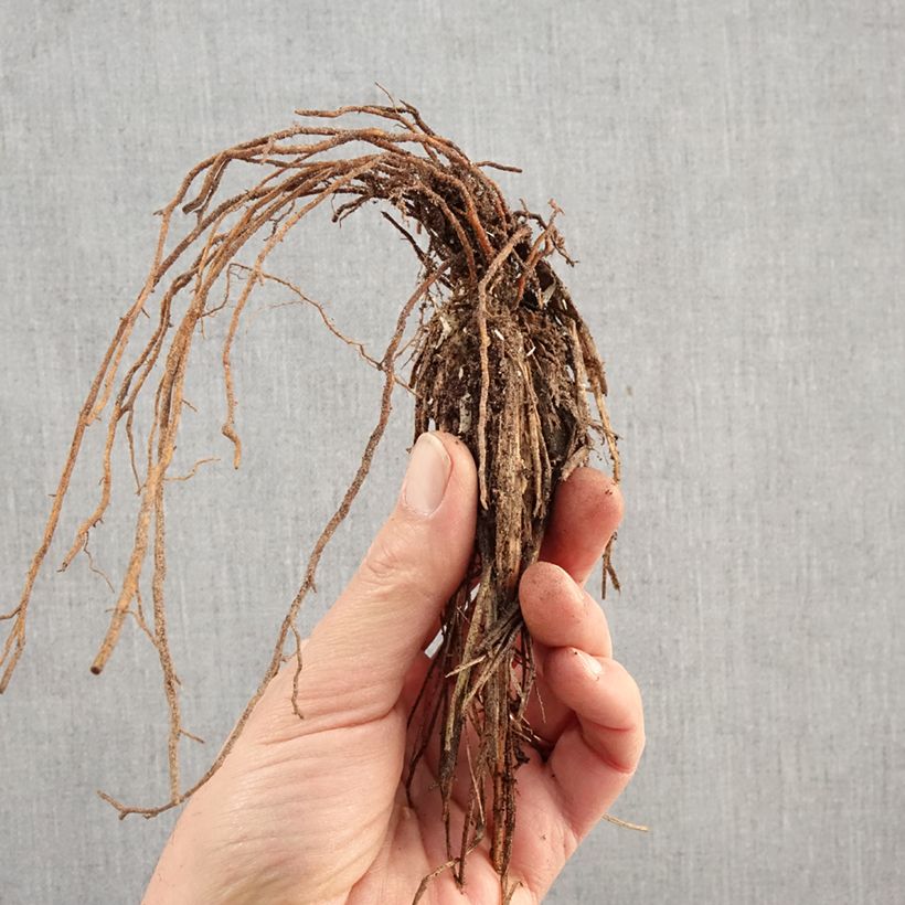Amostra de Pennisetum alopecuroides Hameln Raízes nuas tal como entregue no inverno