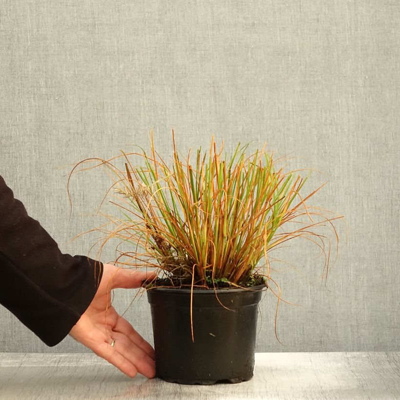 Amostra de Pennisetum alopecuroides Hameln Vaso de 2 L/3 L tal como entregue no outono