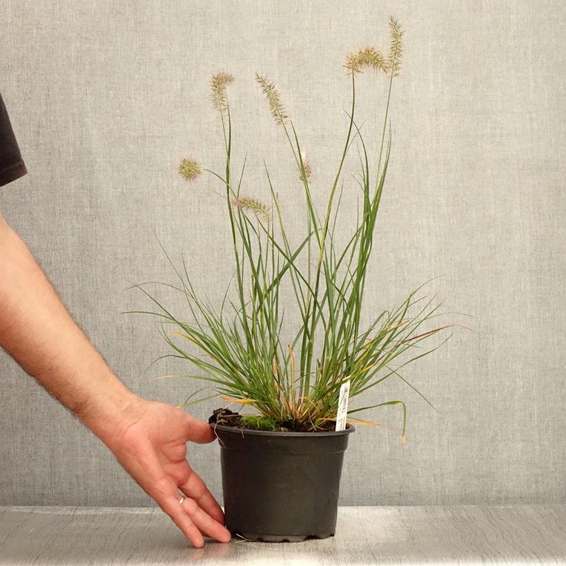 Amostra de Pennisetum alopecuroides Hameln Vaso de 2 L/3 L tal como entregue no verão