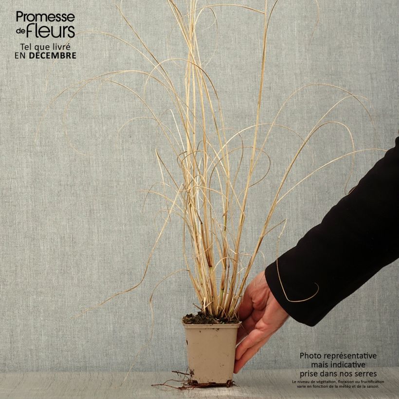 Amostra de Pennisetum alopecuroides Herbstzauber Vaso de 8/9 cm tal como entregue no outono