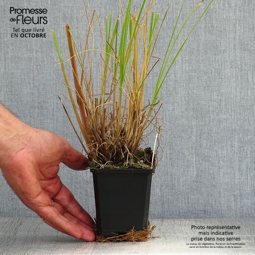 Amostra de Pennisetum alopecuroides Japonicum Vaso de 8/9 cm tal como entregue no outono