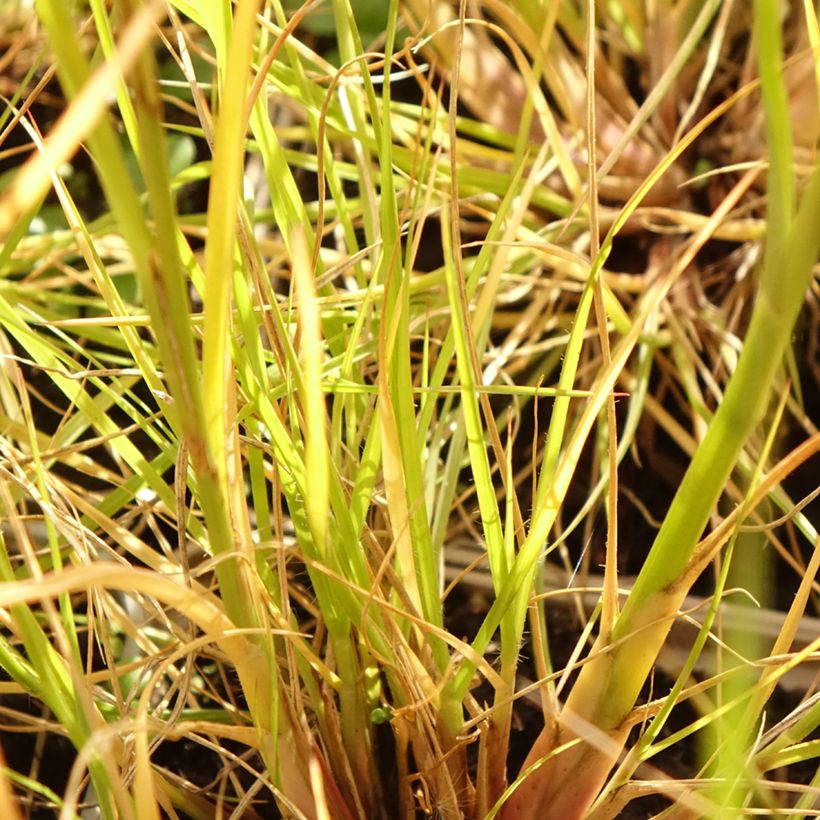 Pennisetum alopecuroides Japonicum (Folhagem)