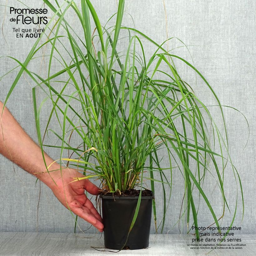 Amostra de Pennisetum alopecuroides Japonicum Vaso de 2 L/3 L tal como entregue no verão