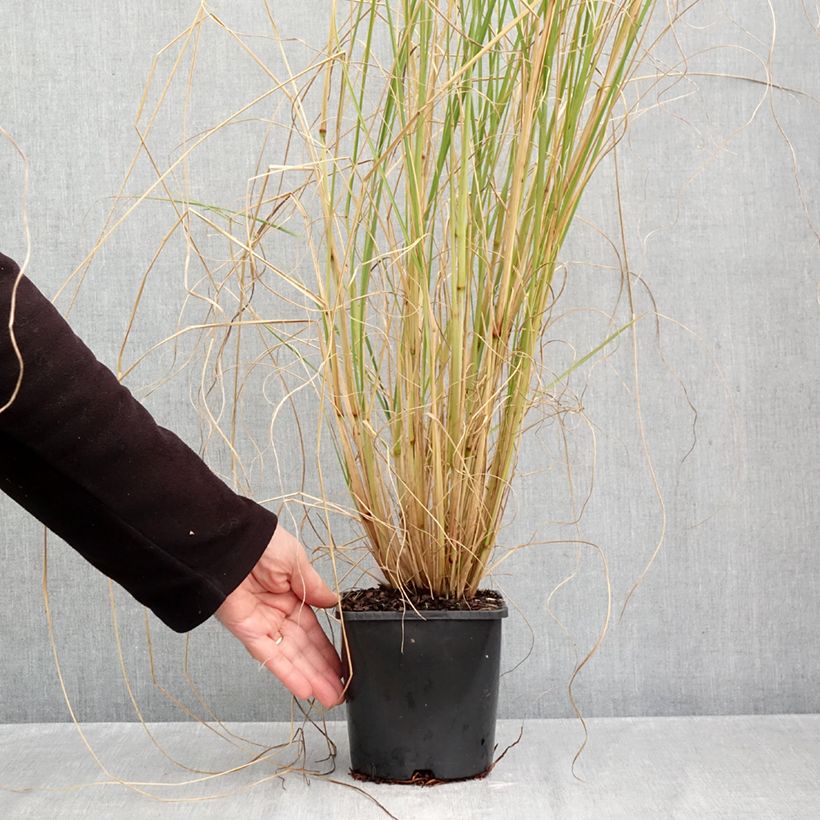 Amostra de Pennisetum alopecuroides Japonicum Vaso de 2 L/3 L tal como entregue no outono